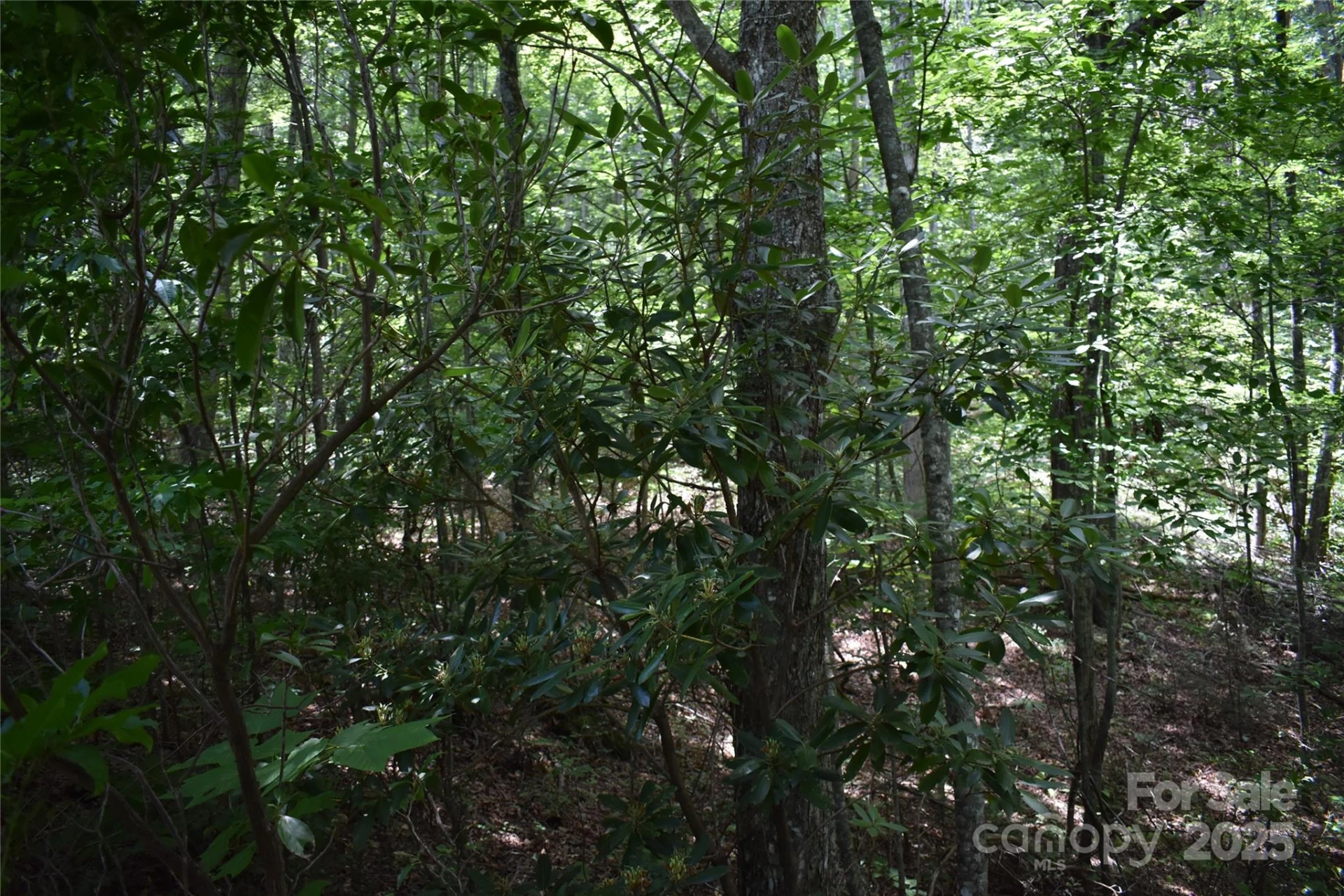 50 Firefly Springs Lane - Photo 26