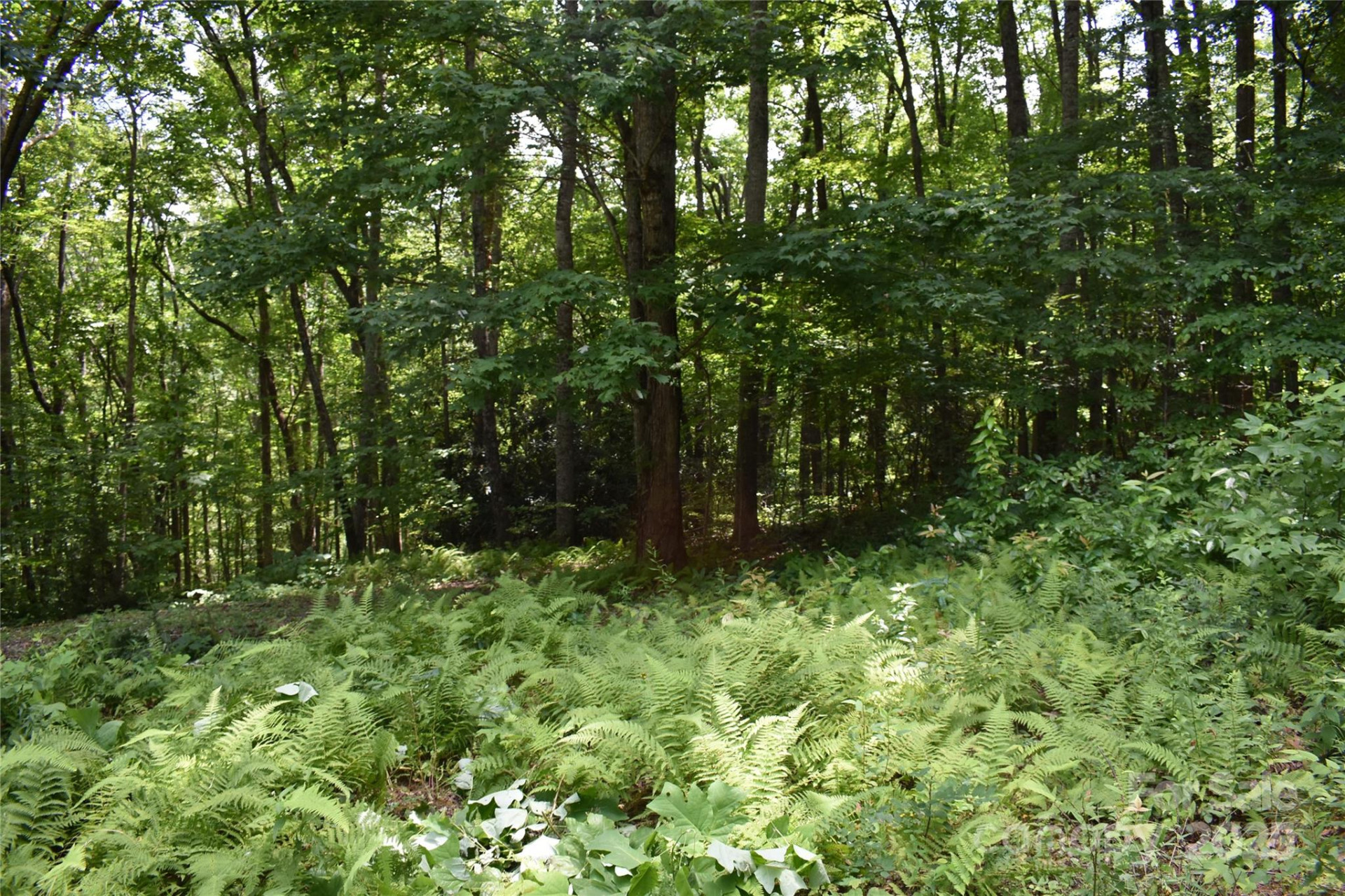 50 Firefly Springs Lane - Photo 39