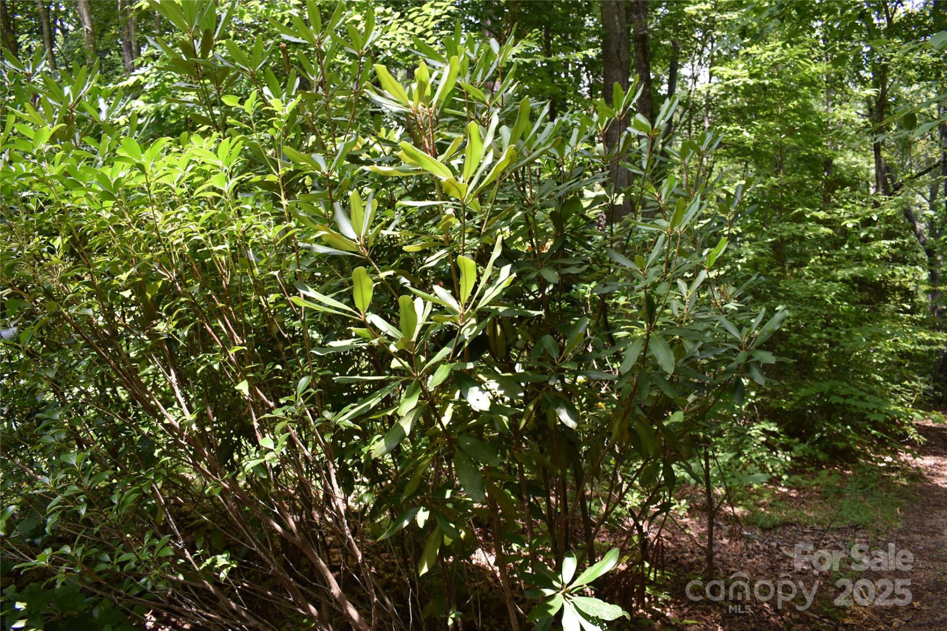 50 Firefly Springs Lane - Photo 41