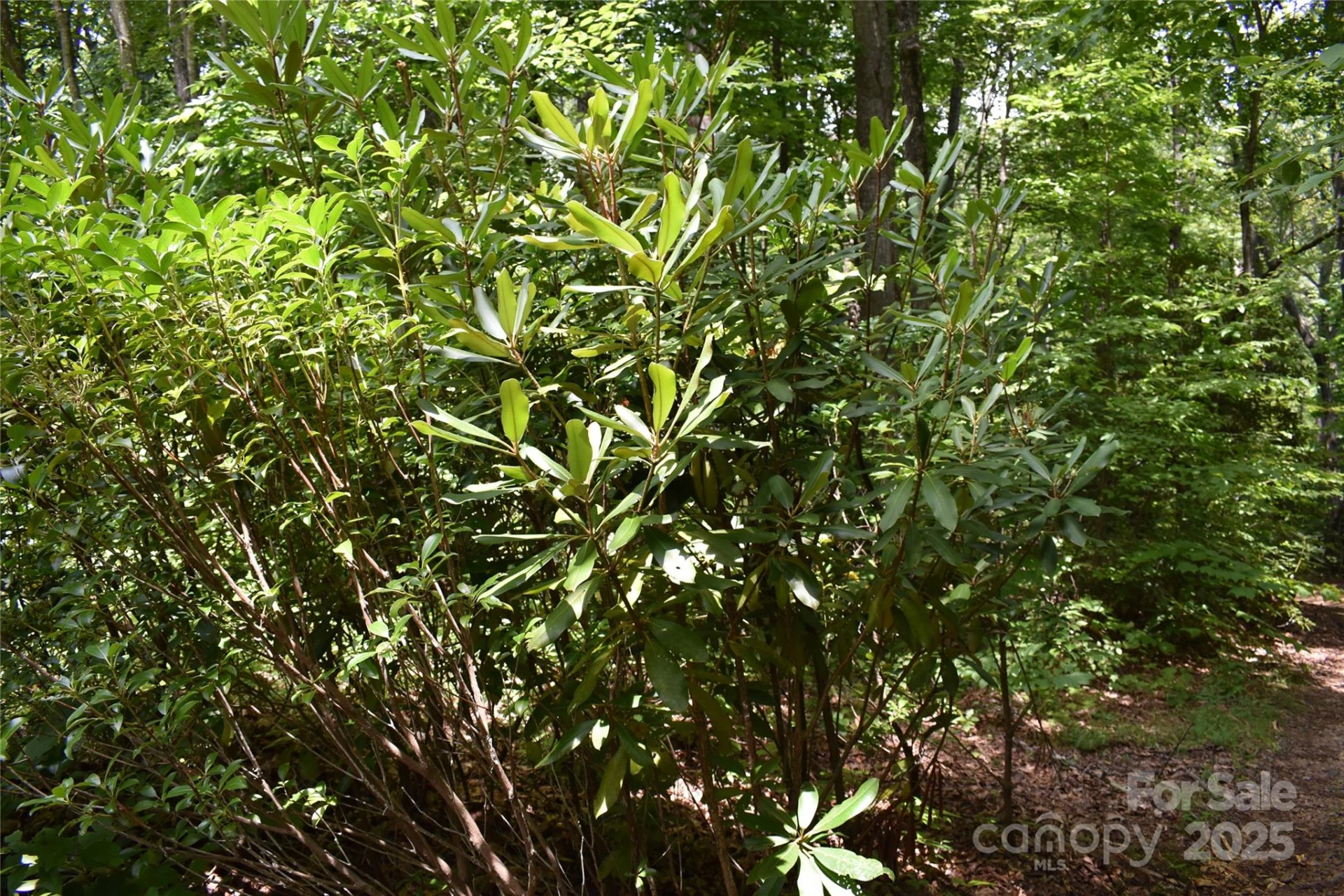 50 Firefly Springs Lane - Photo 41