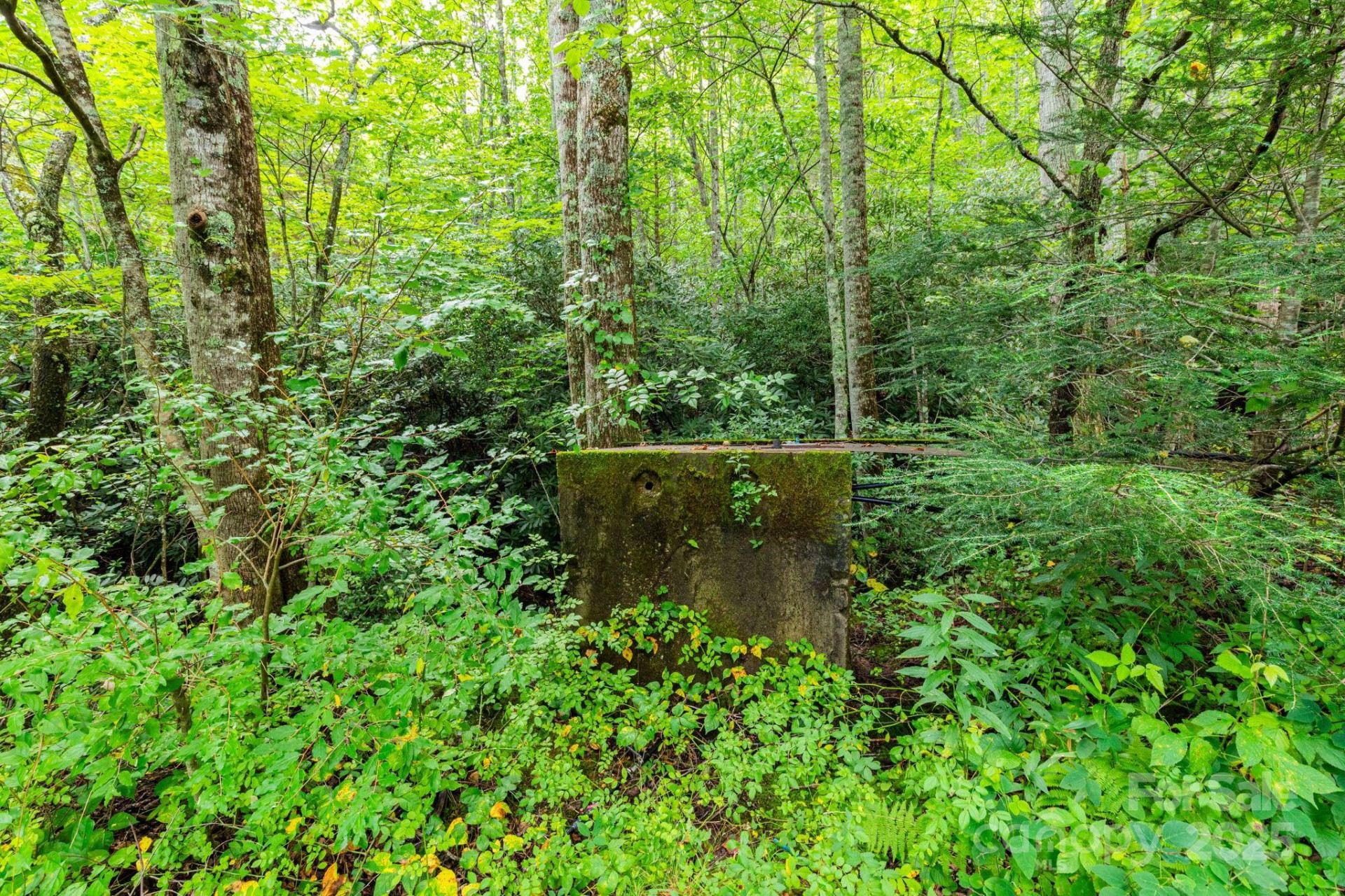 99999 Rock Creek Road - Photo 5