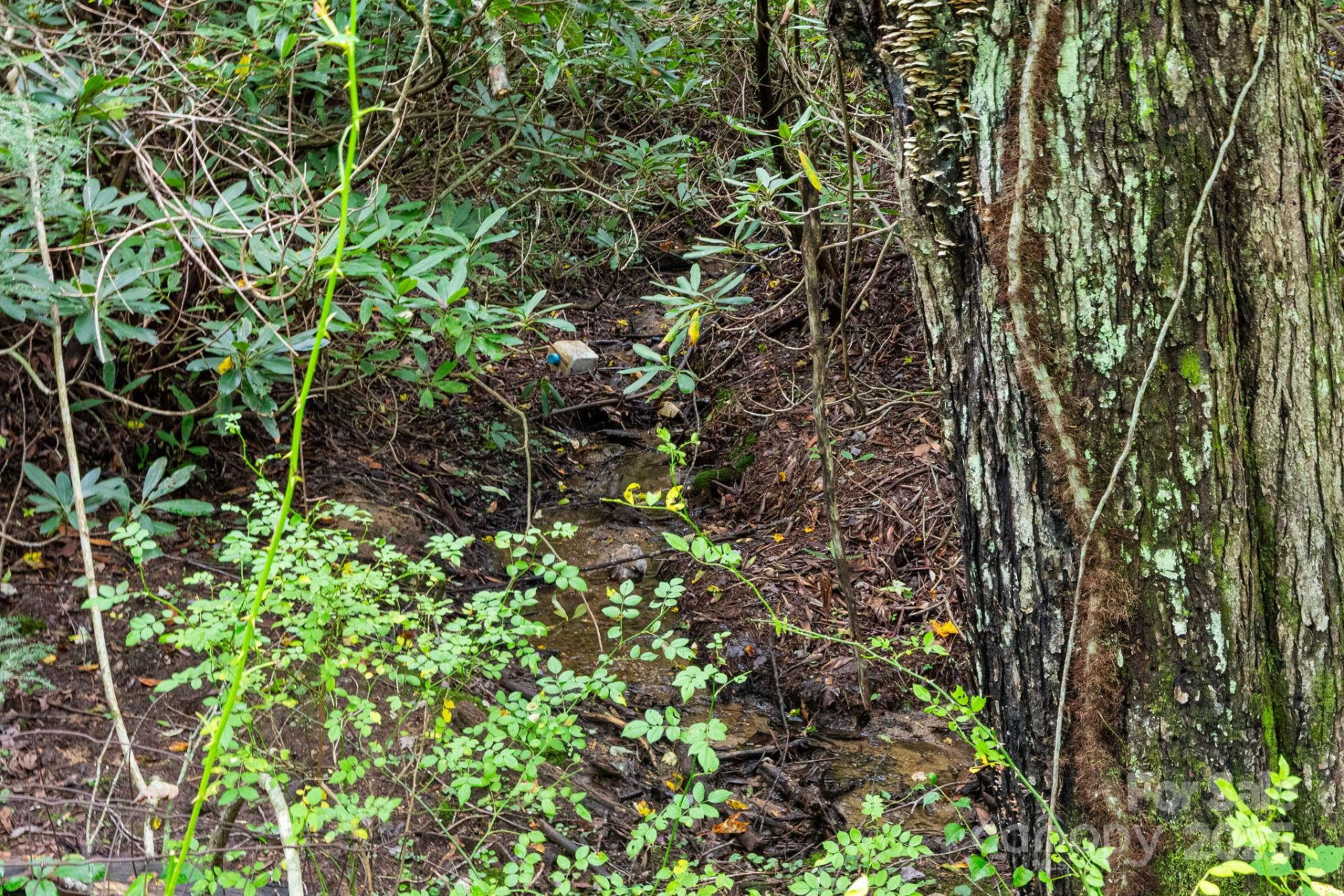 99999 Rock Creek Road - Photo 6