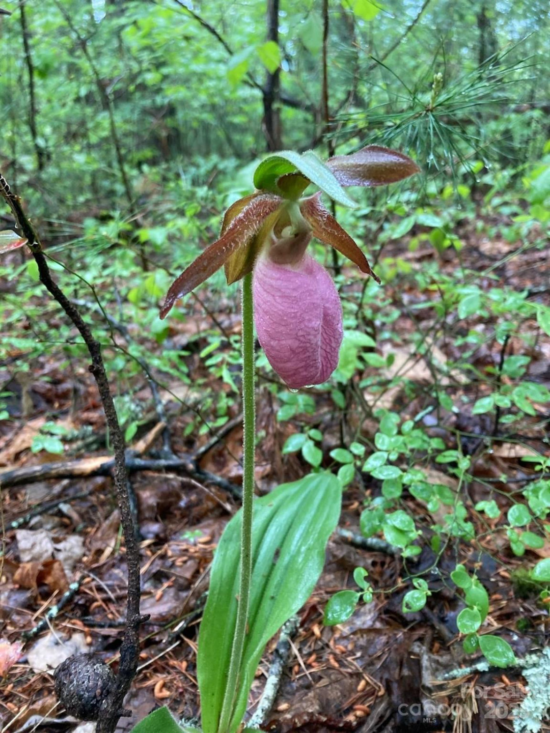 117 Woods View Trail - Photo 35