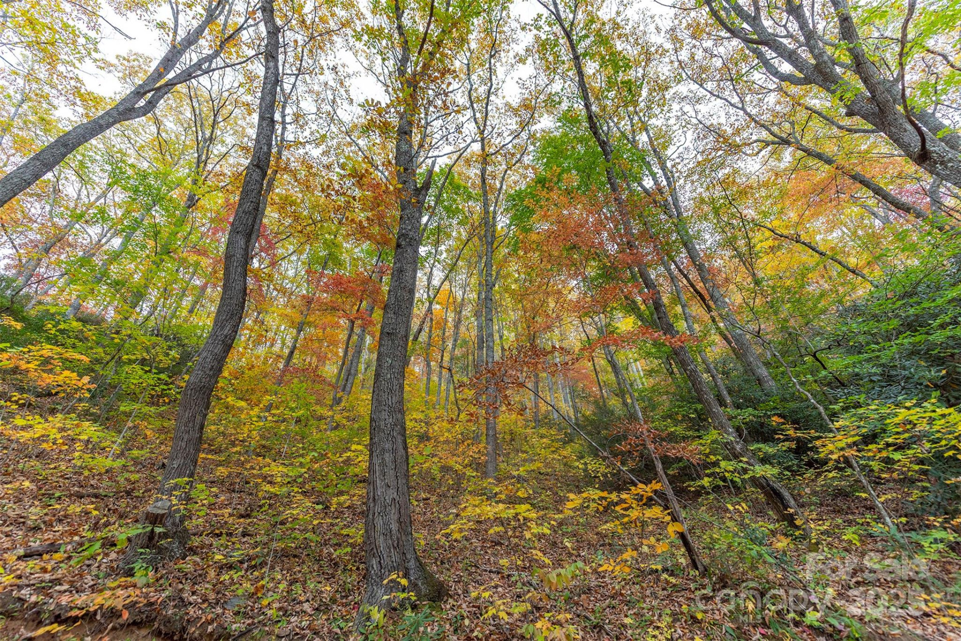 TBD Summer Haven Road #1-6 - Photo 4