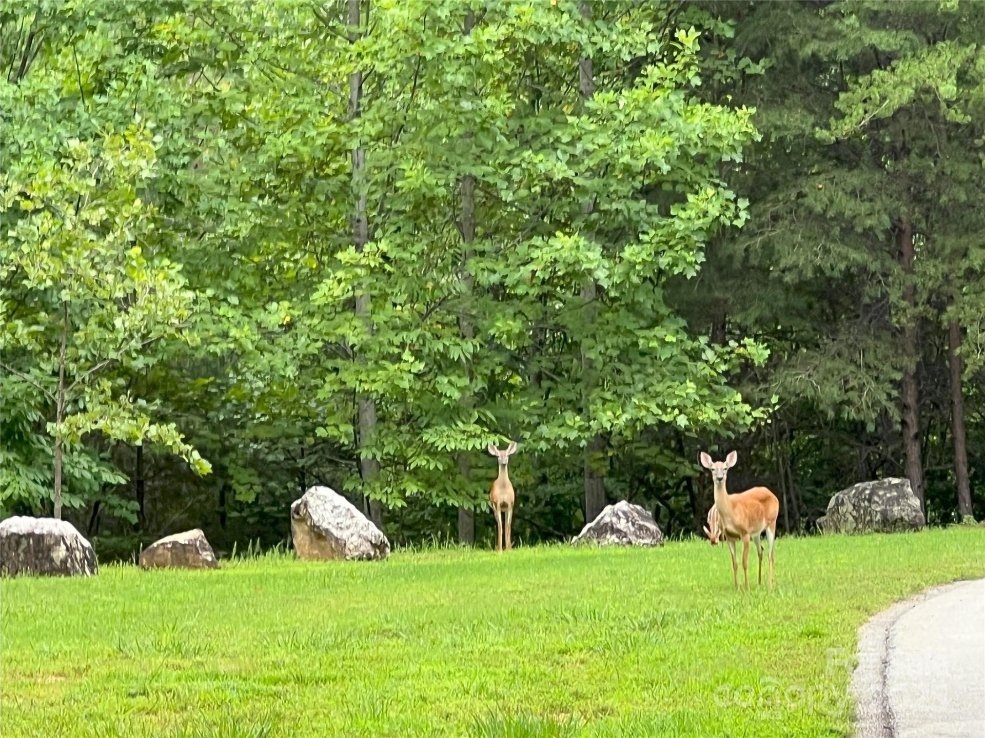 00 Deep Gap Road #97 - Photo 11