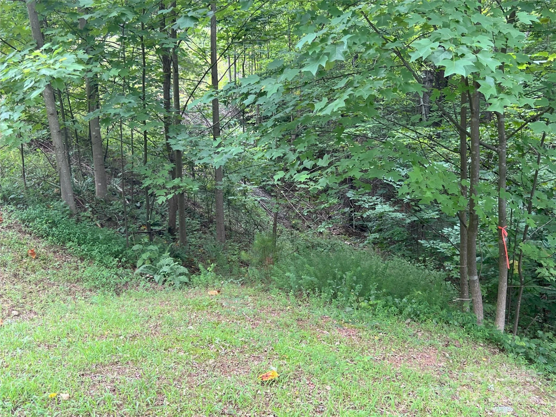 00 Deep Gap Road #97 - Photo 7