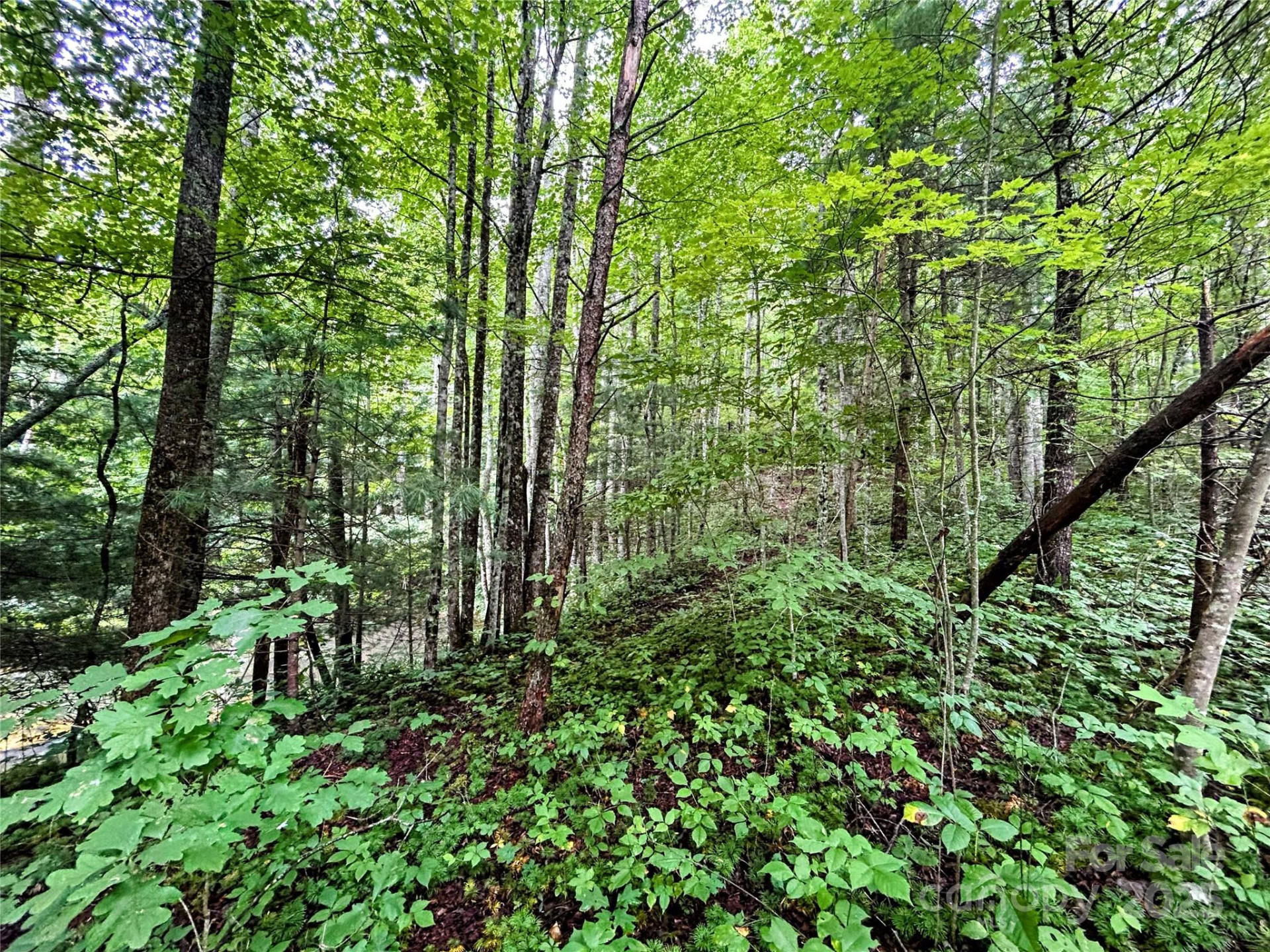 Lot 6 Azalea Way - Photo 5