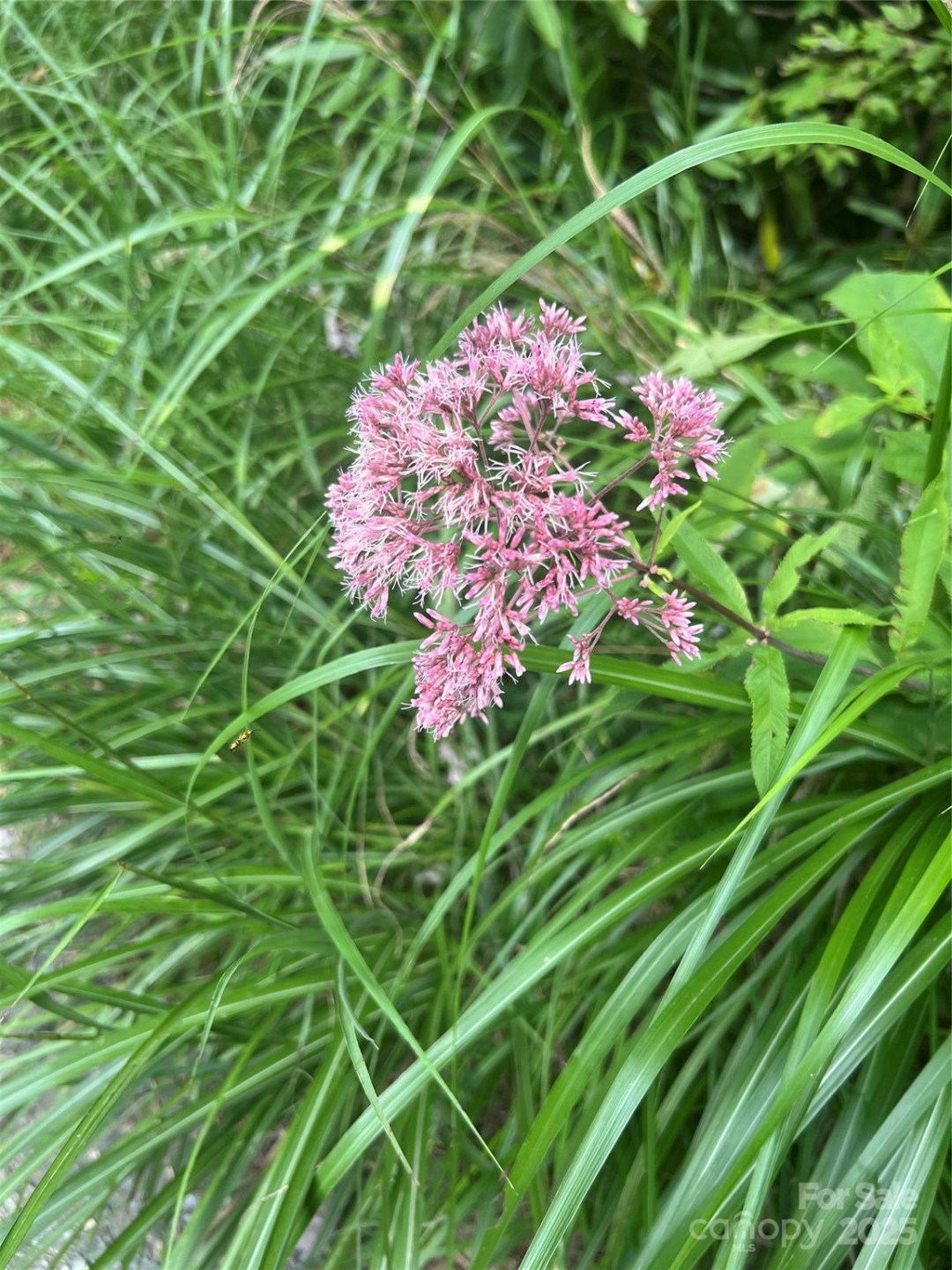 F2 Emma Bri Lane #F2 - Photo 4