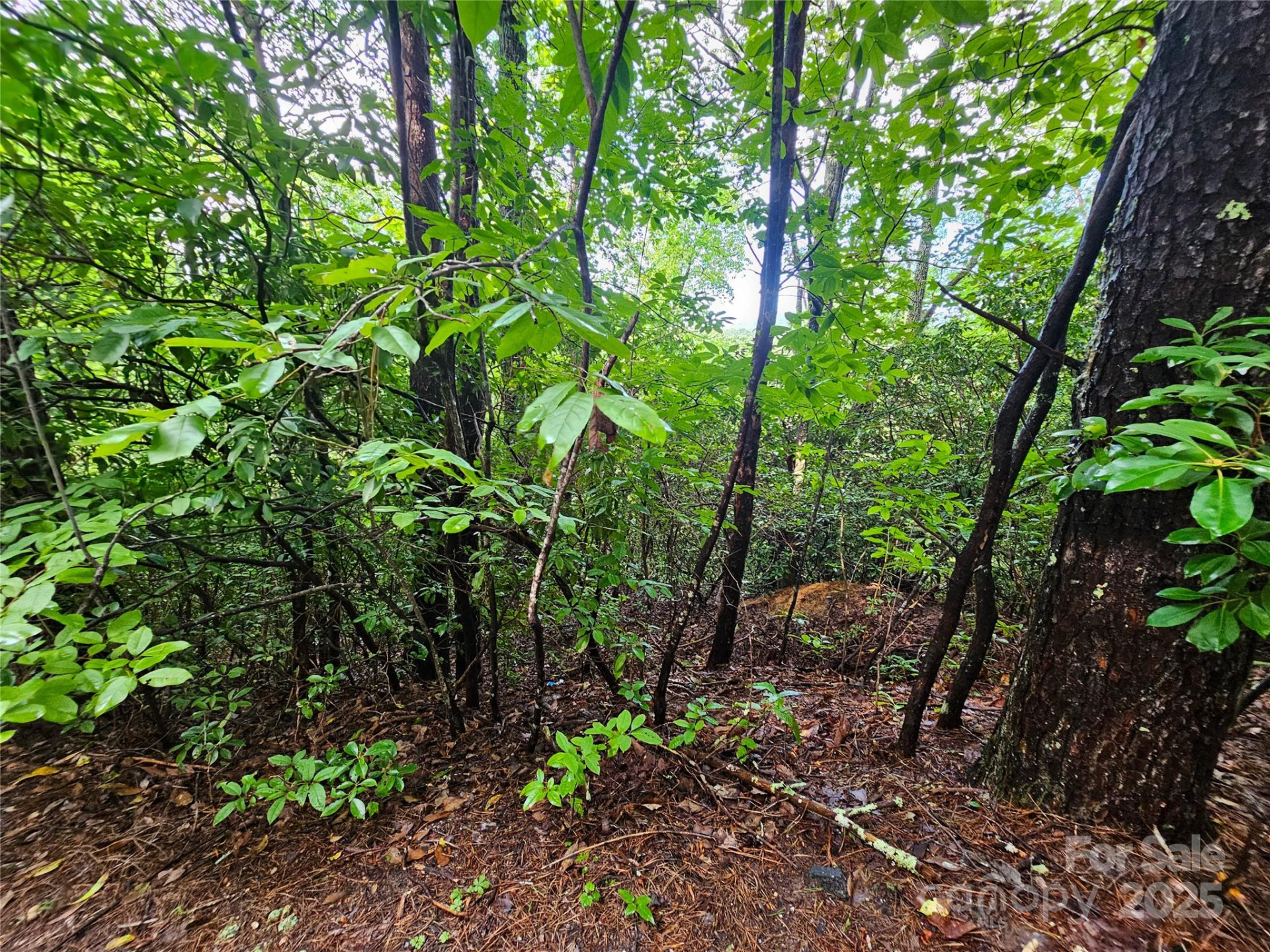 TBD Rumbling Bald Road #15 - Photo 16