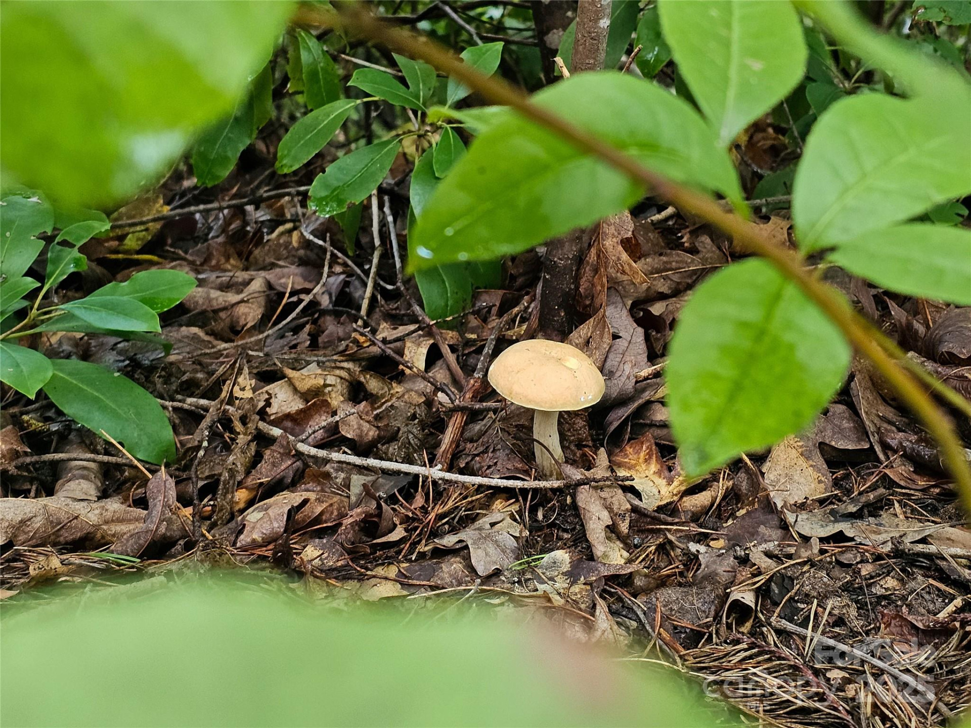 TBD Rumbling Bald Road #15 - Photo 4