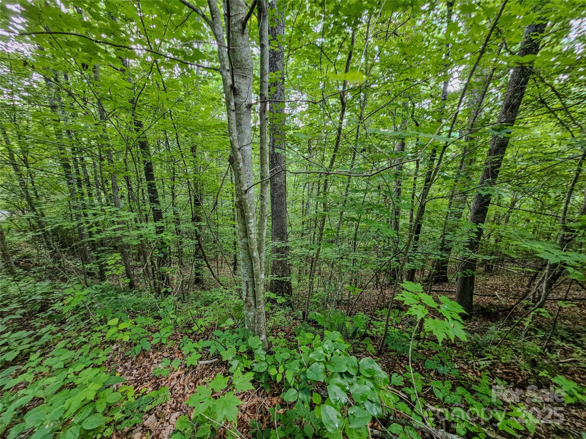 TBD Rumbling Bald Road #15 - Photo 5