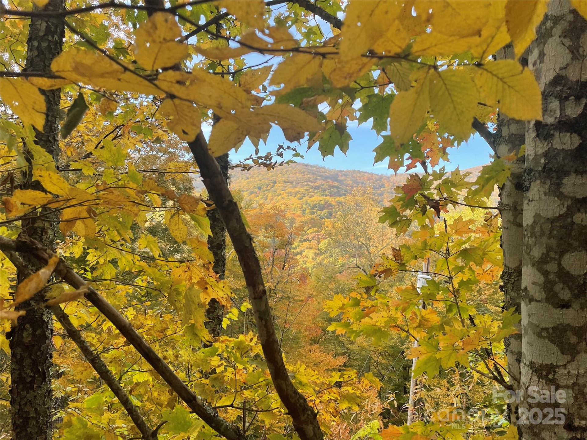 96 Chestnut Lane #96 - Photo 10