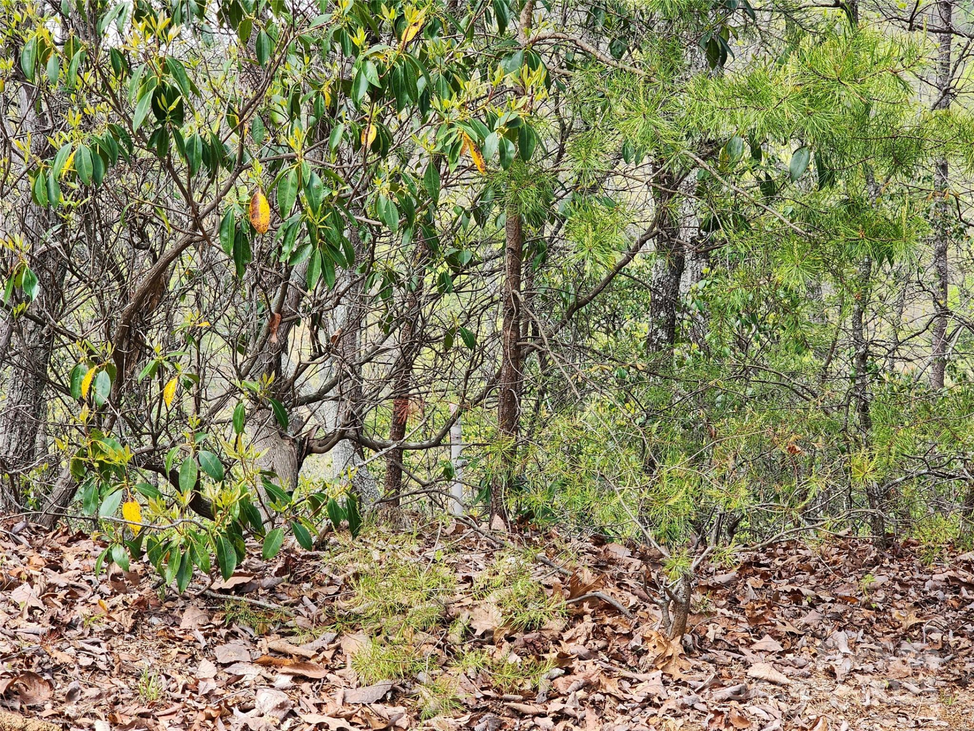 30 Mountain Lookout Drive - Photo 19