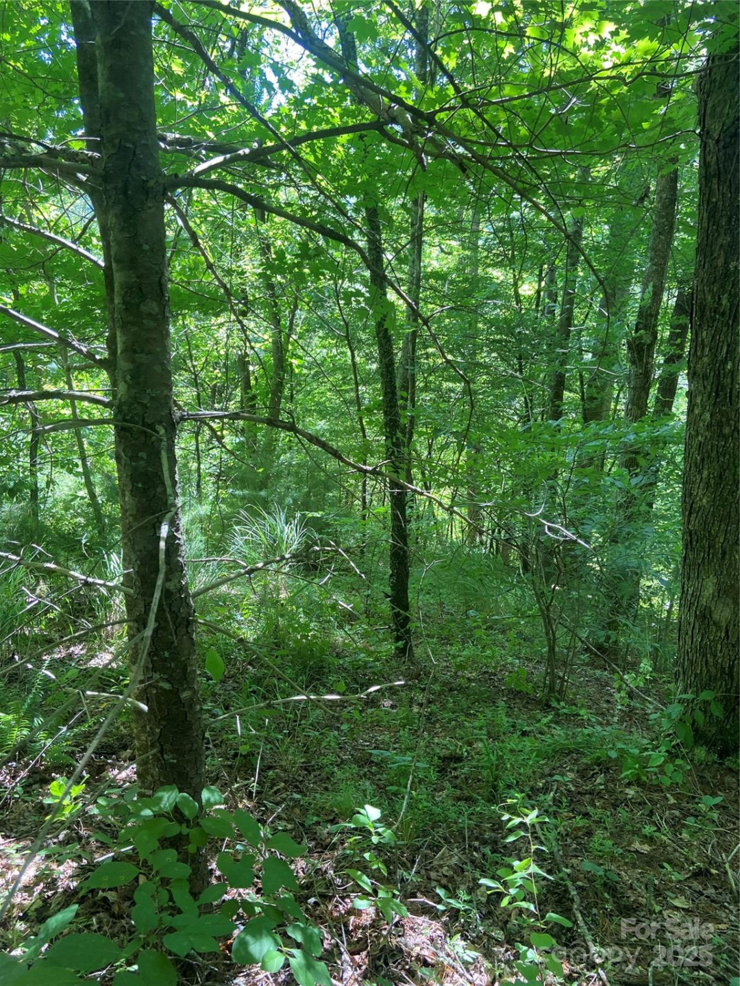 TBD Grapevine Road - Photo 11