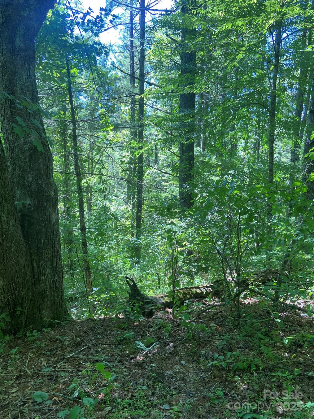TBD Grapevine Road - Photo 12