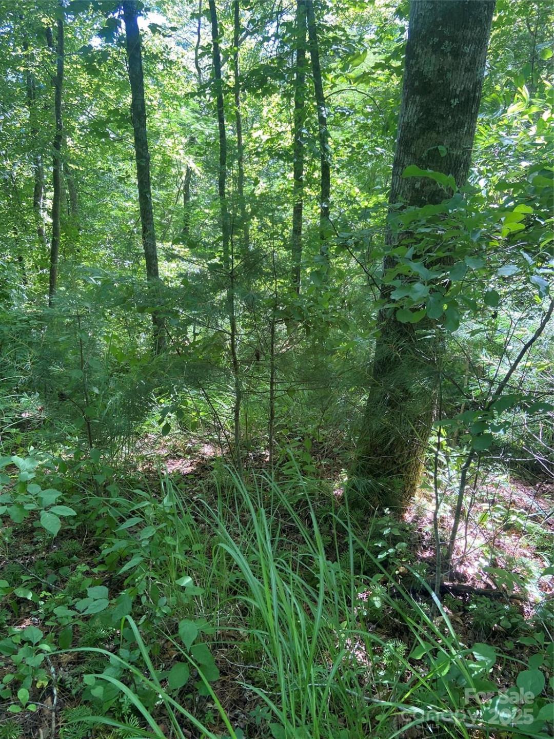 TBD Grapevine Road - Photo 13