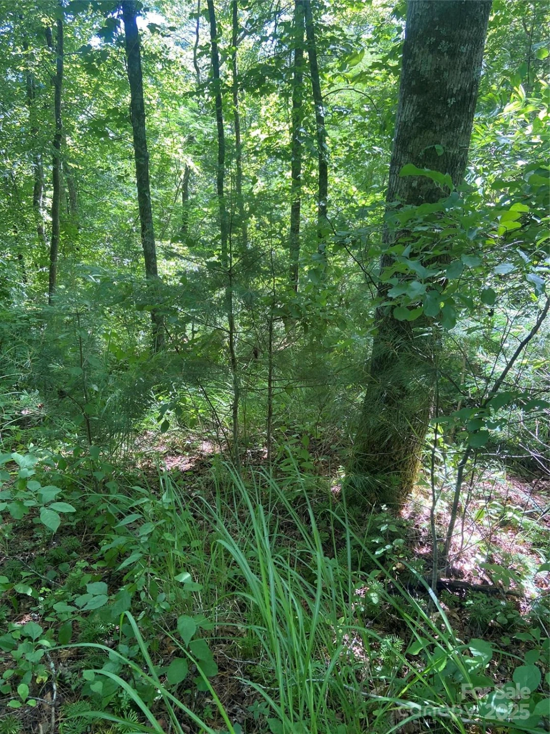 TBD Grapevine Road - Photo 13