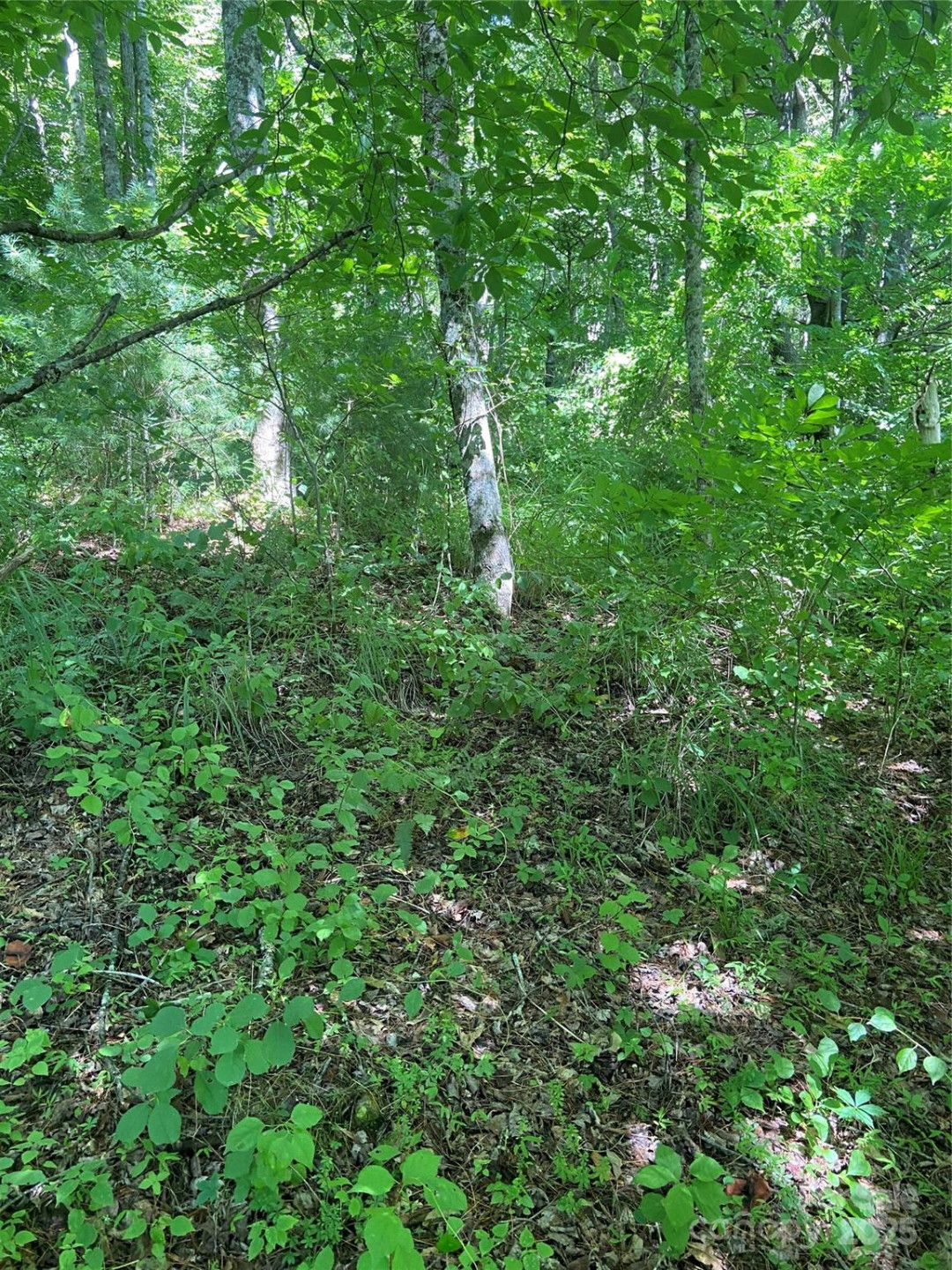 TBD Grapevine Road - Photo 17