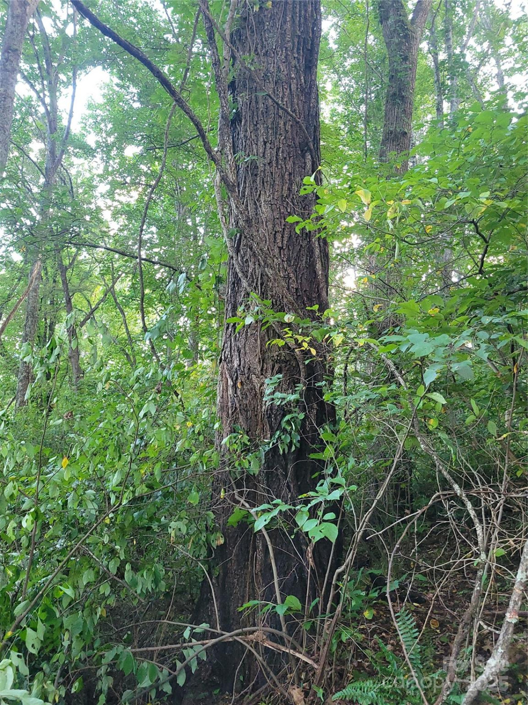 0 Blink Bonny Drive #B11 - Photo 22