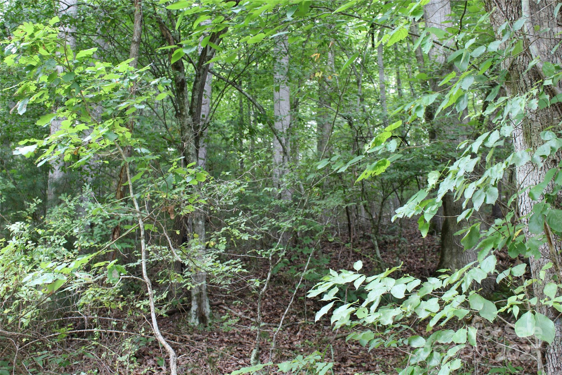 Lot 2 Cody Road - Photo 5