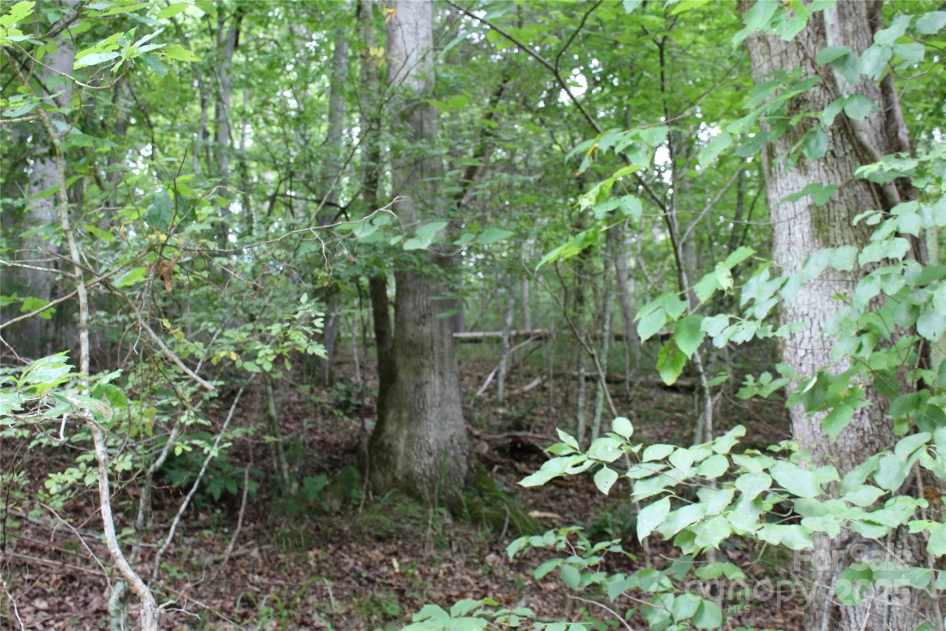 Lot 2 Cody Road - Photo 6