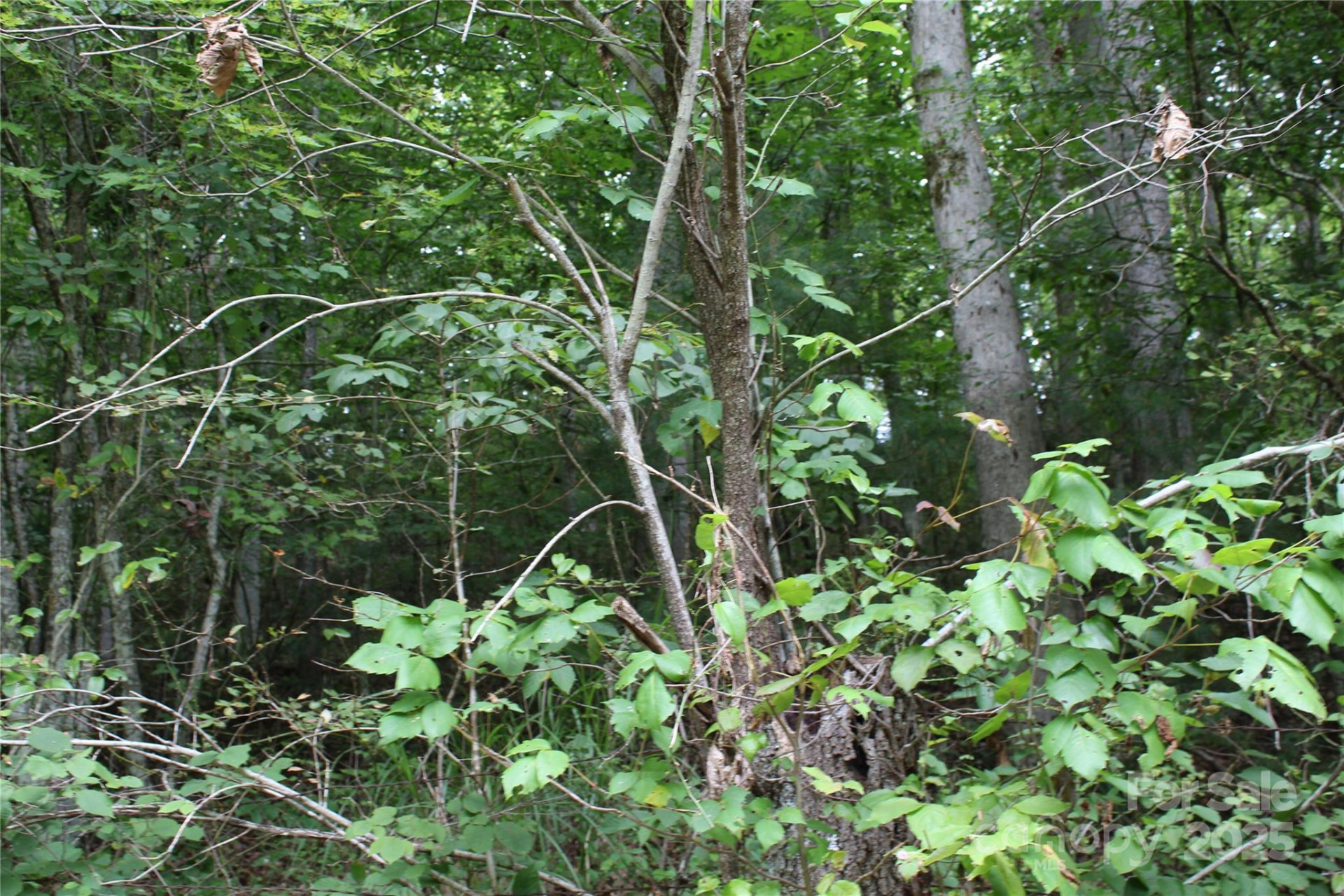 Lot 2 Cody Road - Photo 8