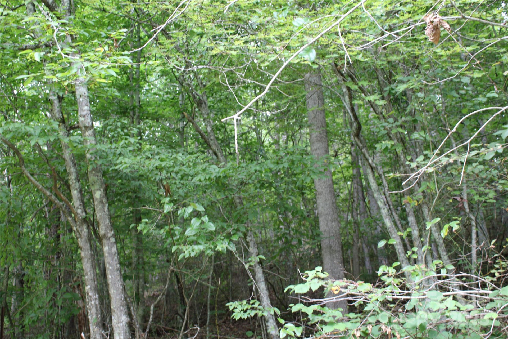 Lot 2 Cody Road - Photo 9