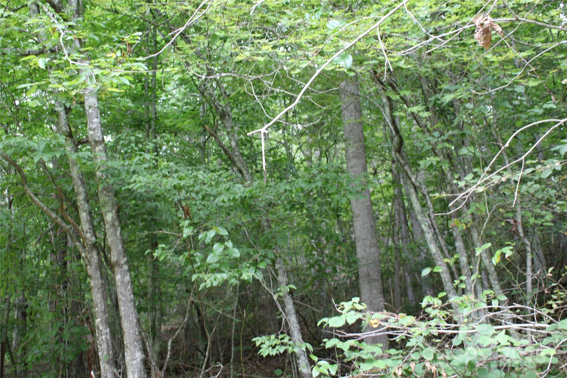 Lot 2 Cody Road - Photo 9