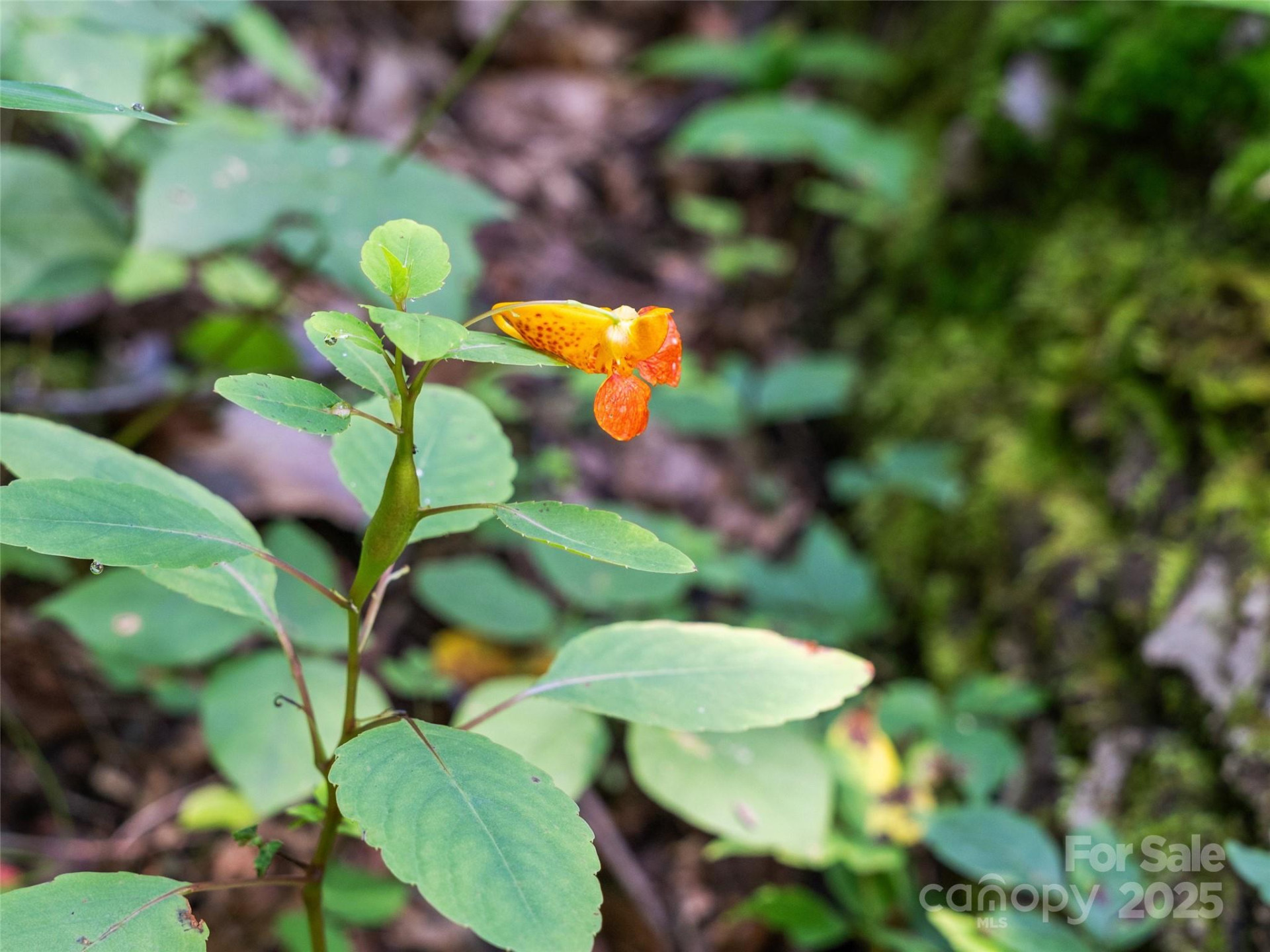 Lot 69 Falling Glen Drive #69 - Photo 12