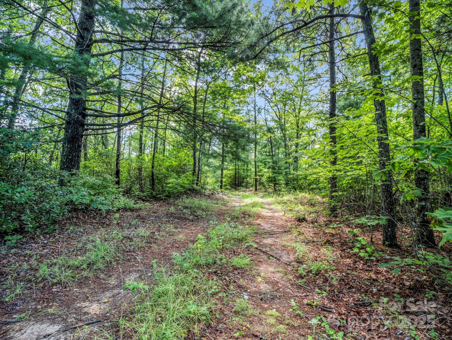 TBD Frozen Creek Road - Photo 3