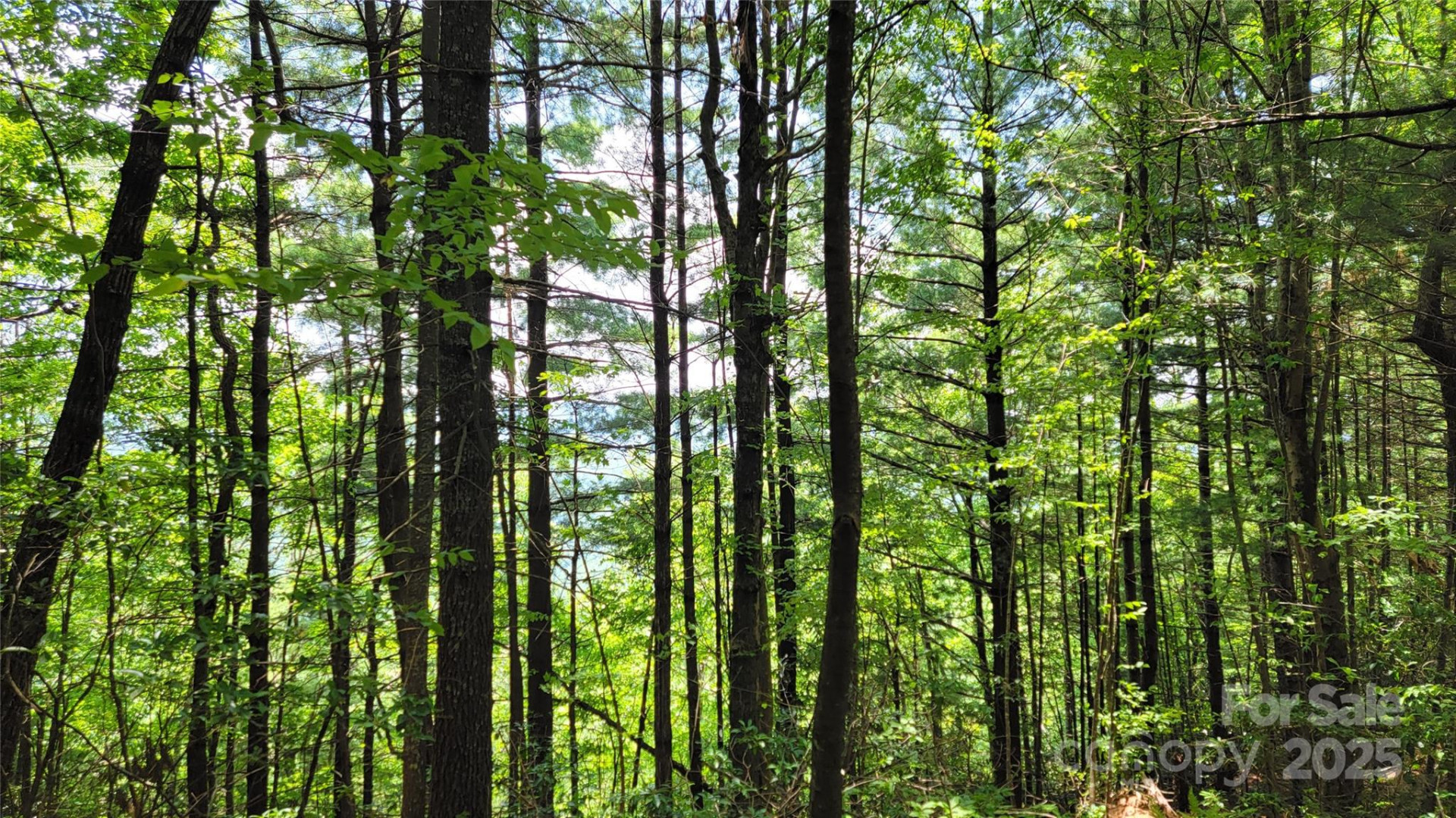 TBD Frozen Creek Road - Photo 25