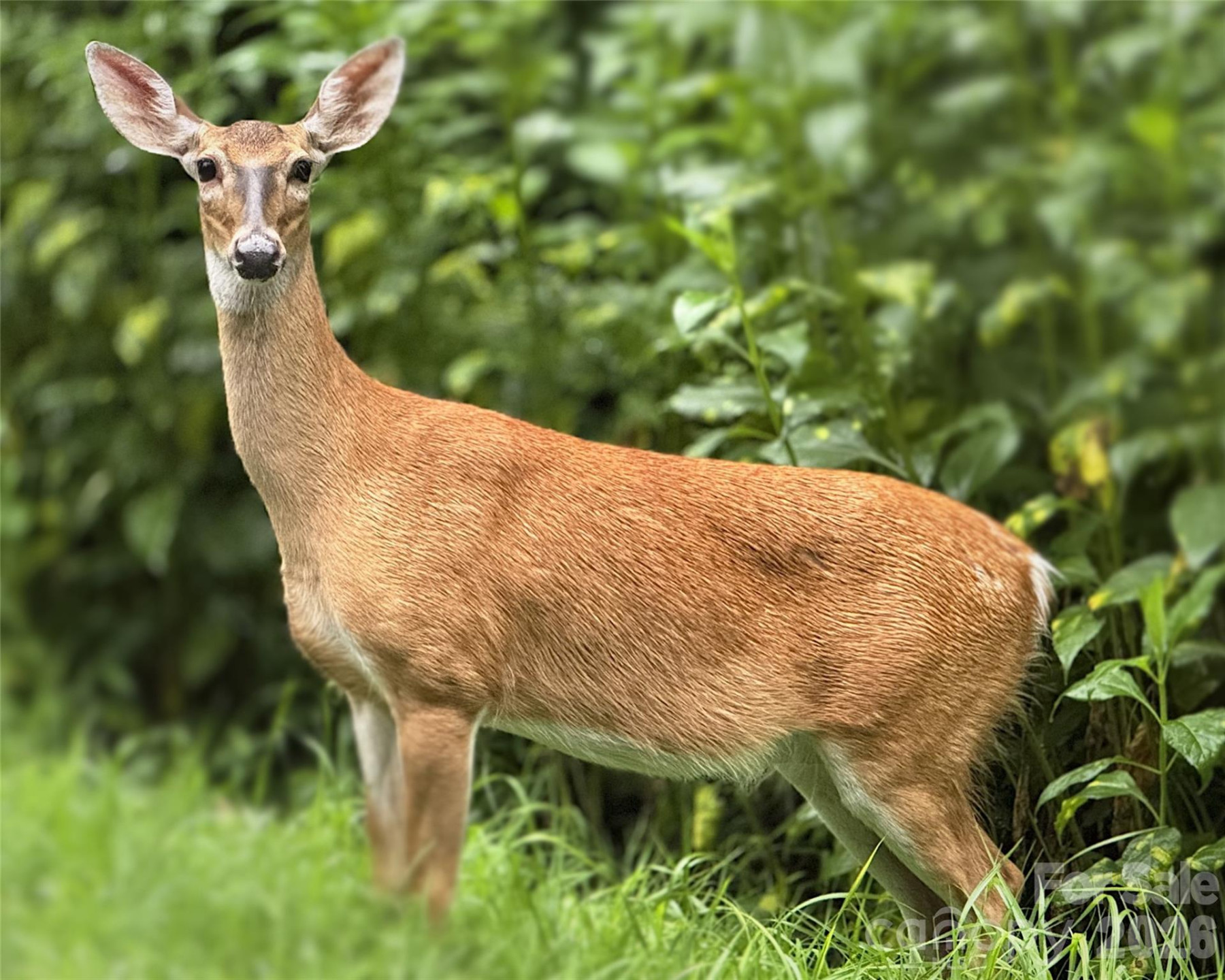 1856 Cabbage Patch Road - Photo 46