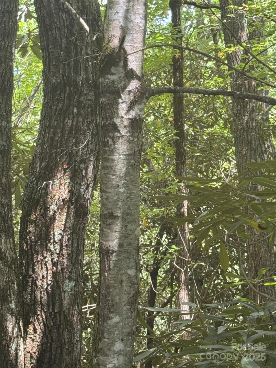 000 Trillium Court #37 - Photo 3