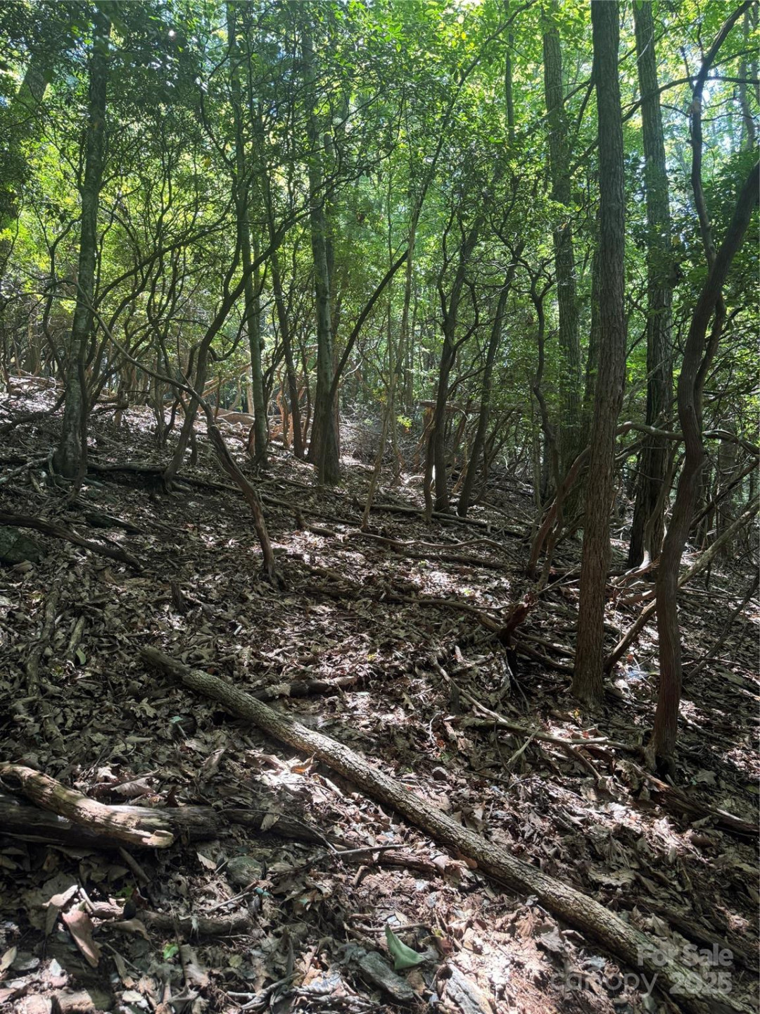 000 Wild Cherry Drive #187 - Photo 2