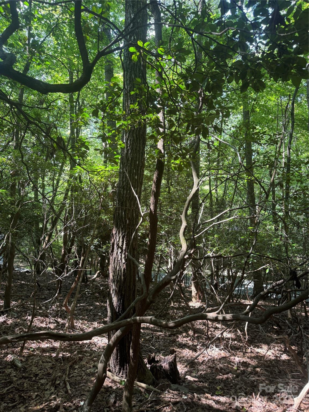 000 Wild Cherry Drive #187 - Photo 3