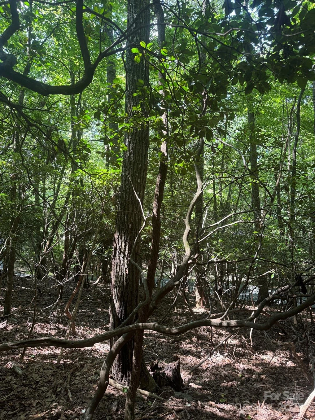 000 Wild Cherry Drive #187 - Photo 3