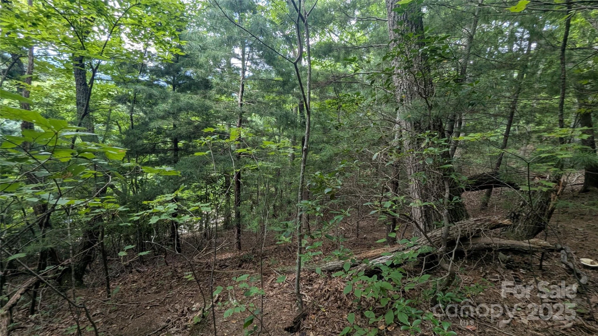 00 Pinewood Drive - Photo 2