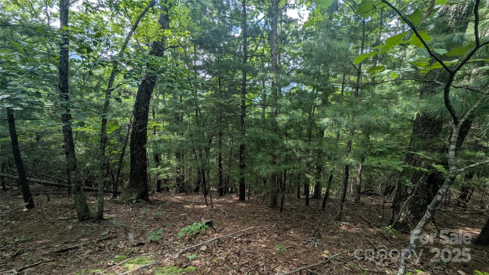 00 Pinewood Drive - Photo 3