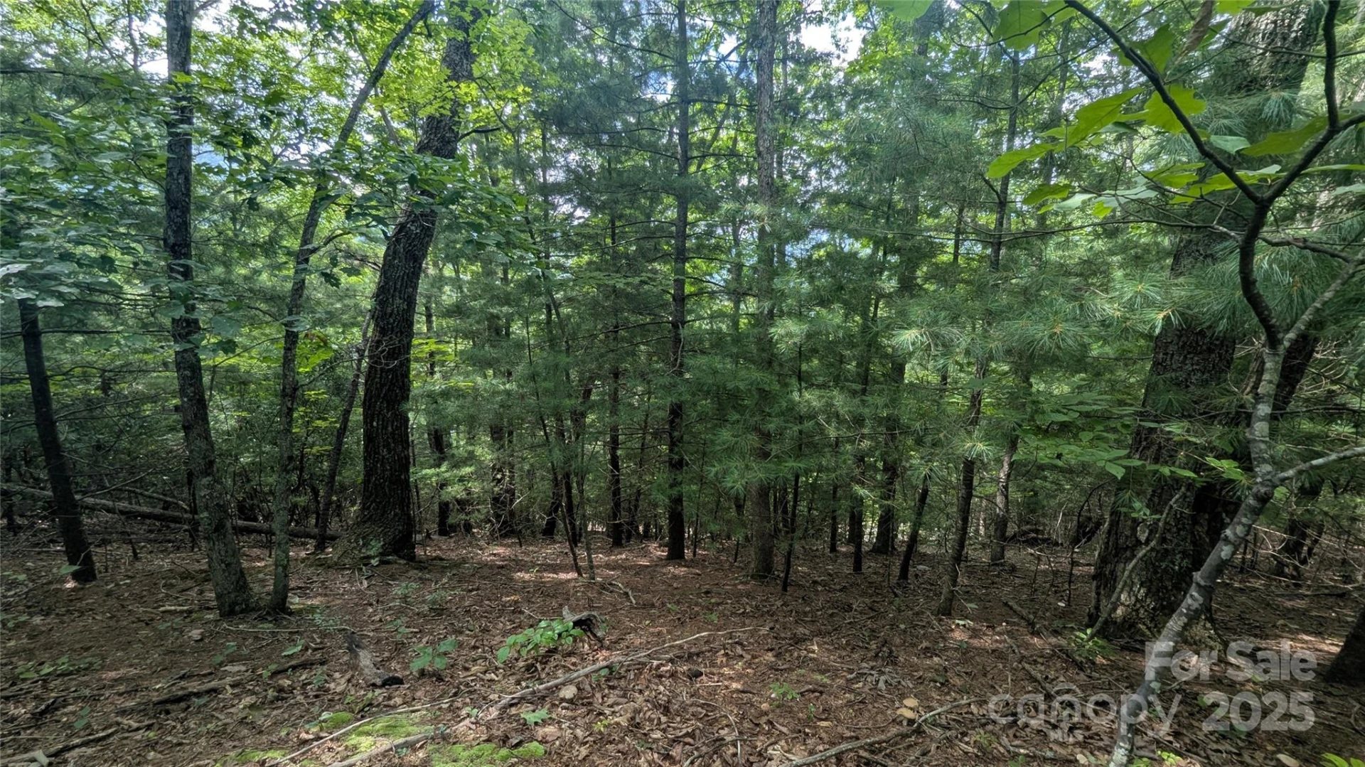 00 Pinewood Drive - Photo 3