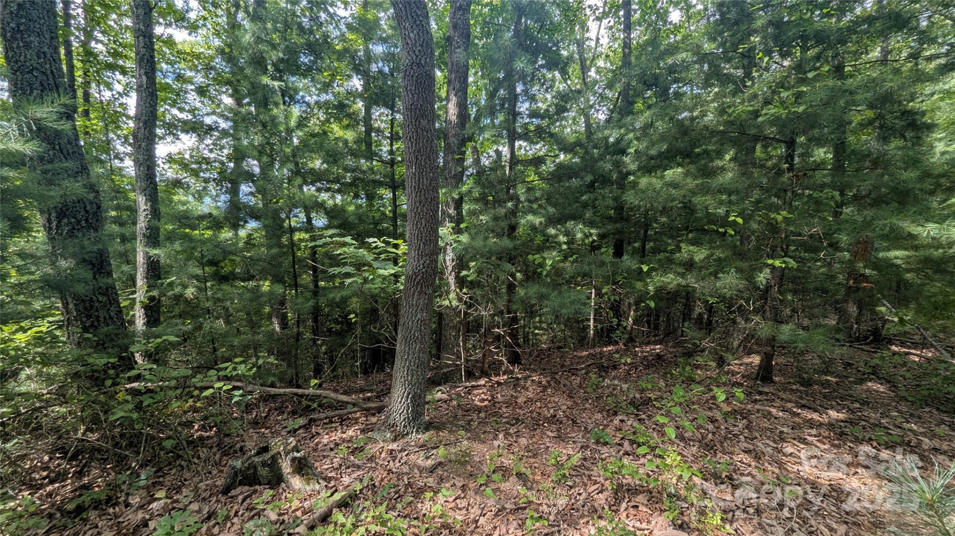 00 Pinewood Drive - Photo 7