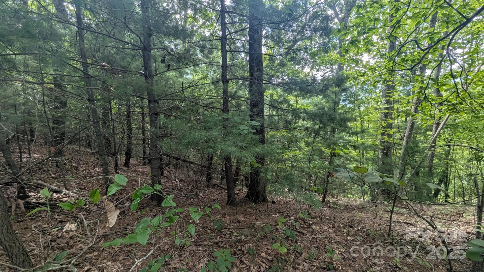 00 Pinewood Drive - Photo 8