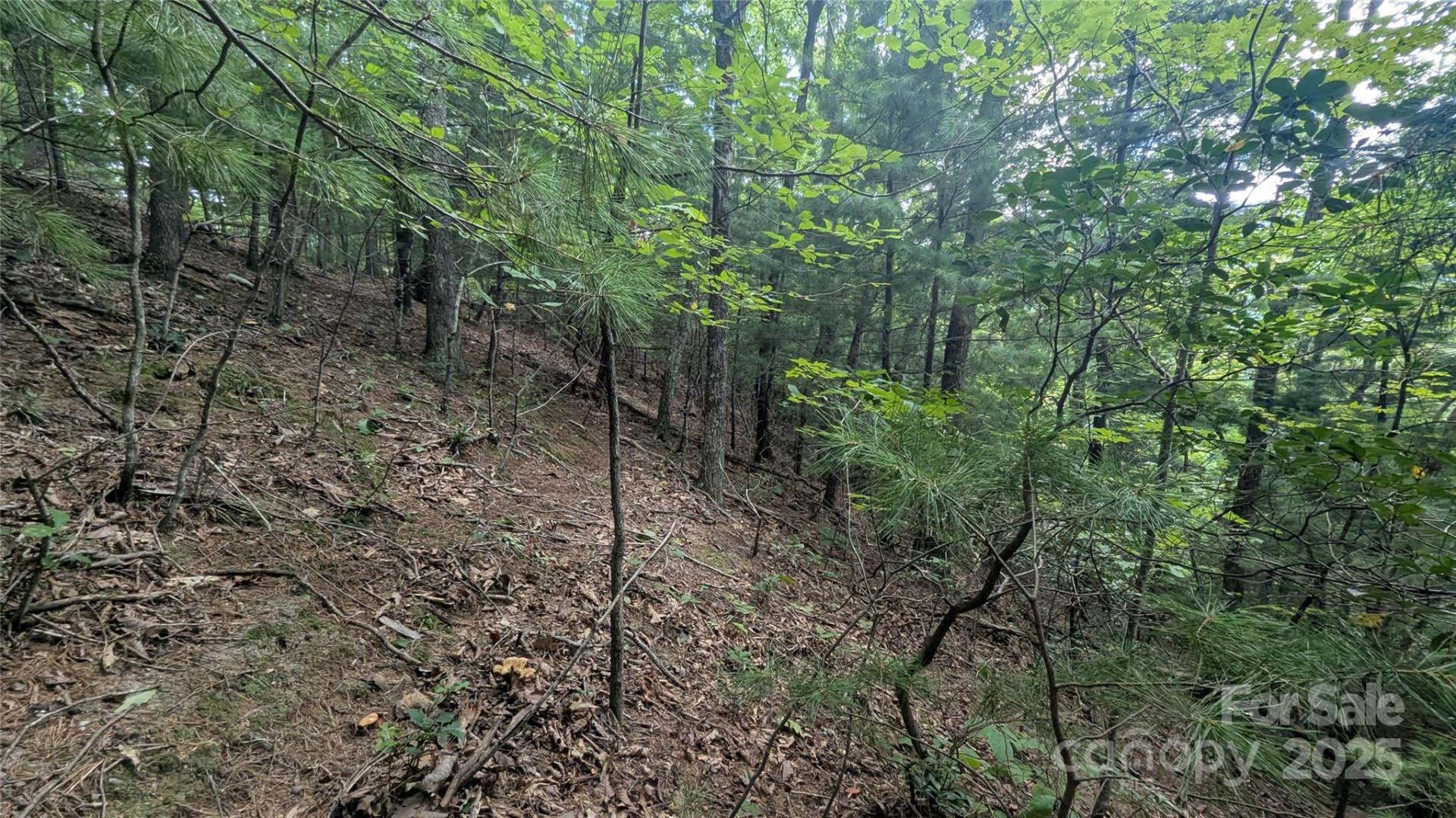 00 Pinewood Drive - Photo 9