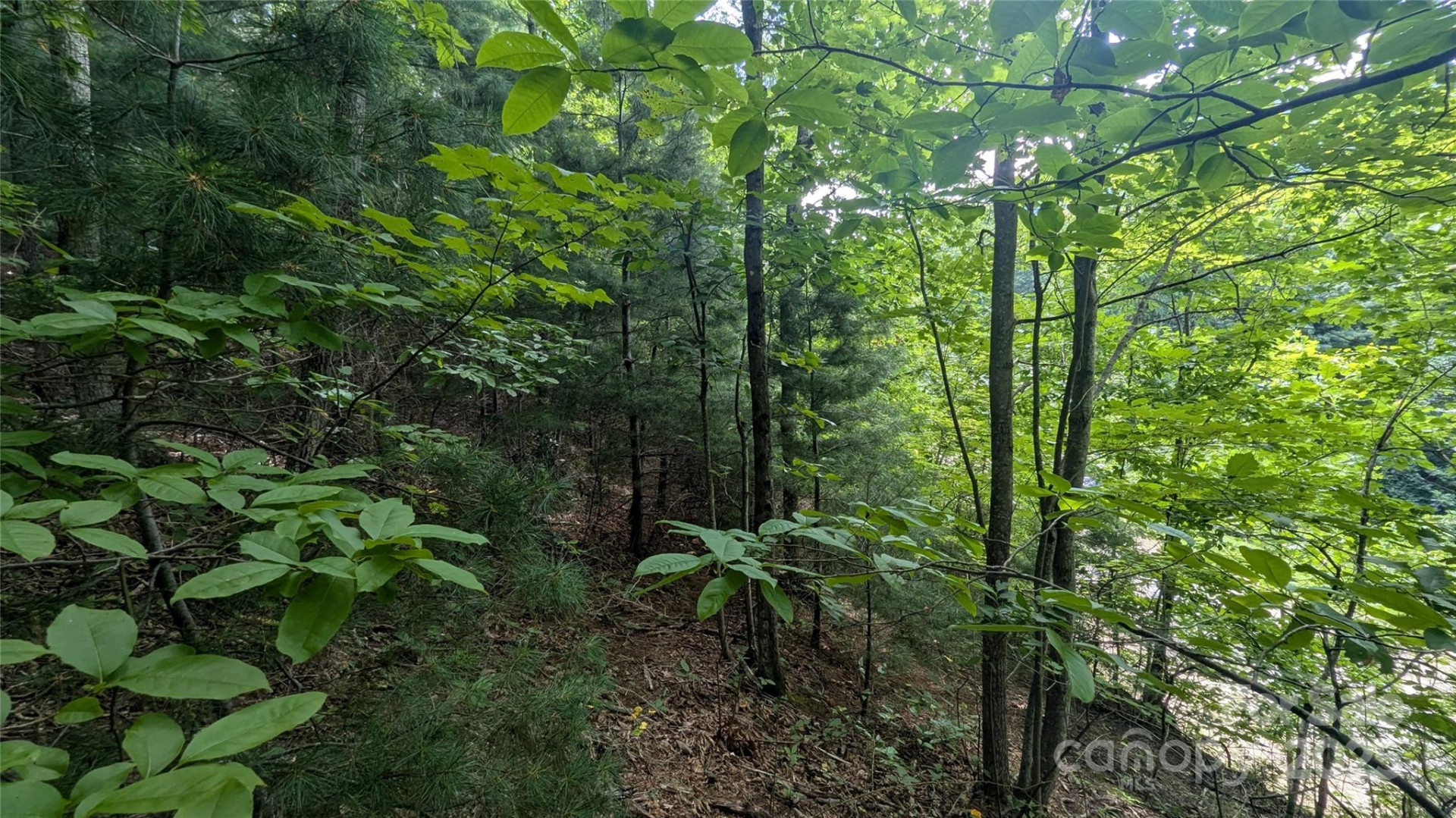 00 Pinewood Drive - Photo 10