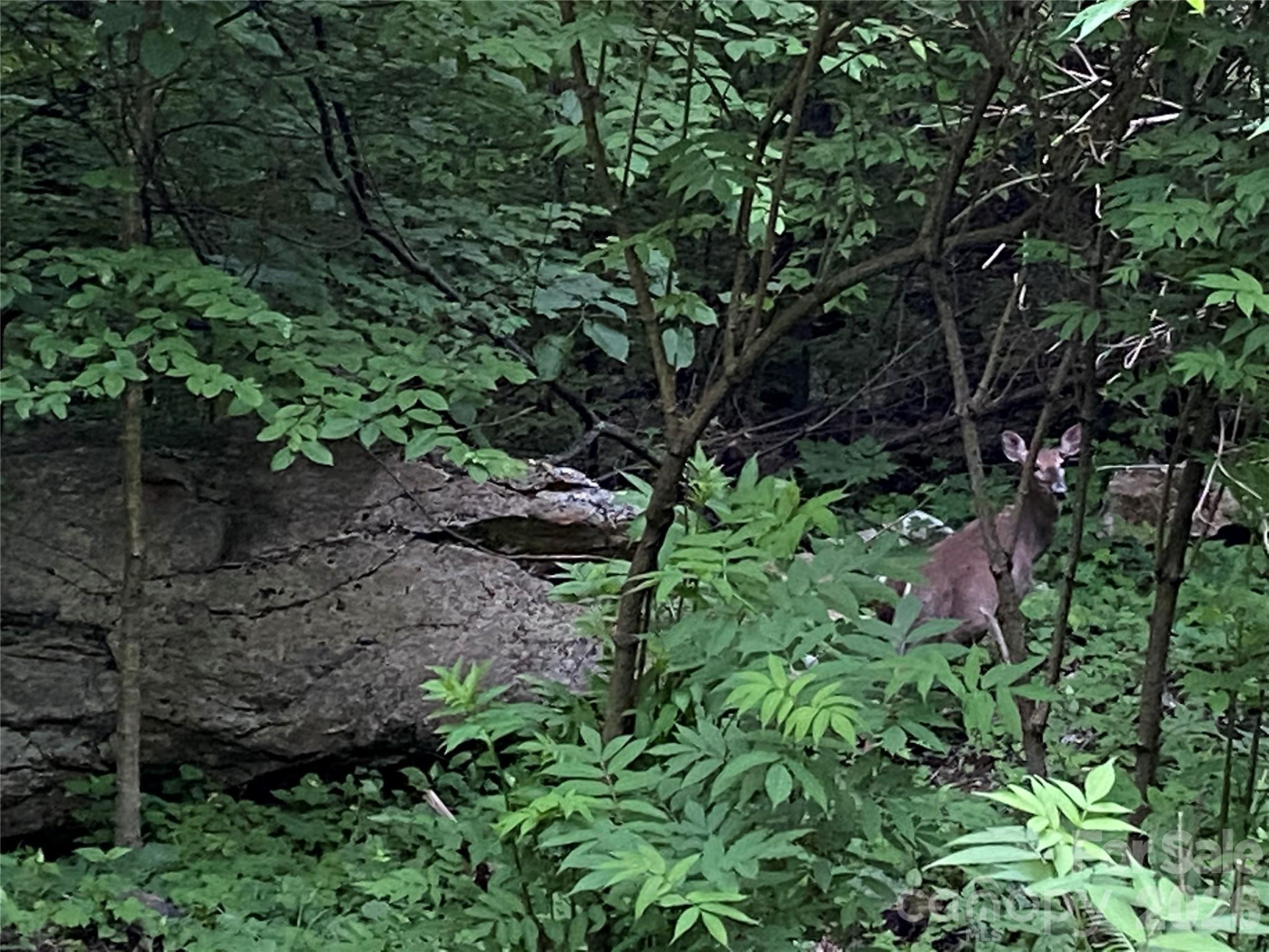 10 Mountain Gait Drive - Photo 11