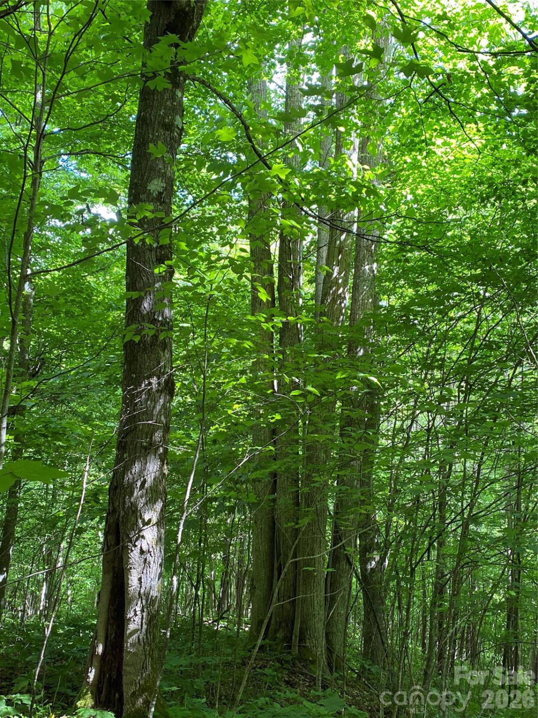 10 Mountain Gait Drive - Photo 12