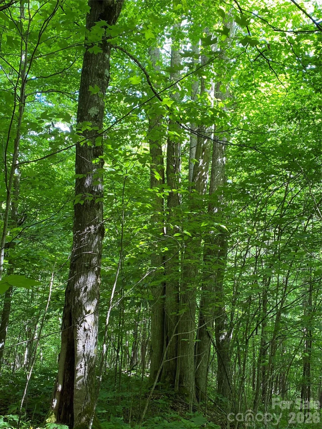 10 Mountain Gait Drive - Photo 12