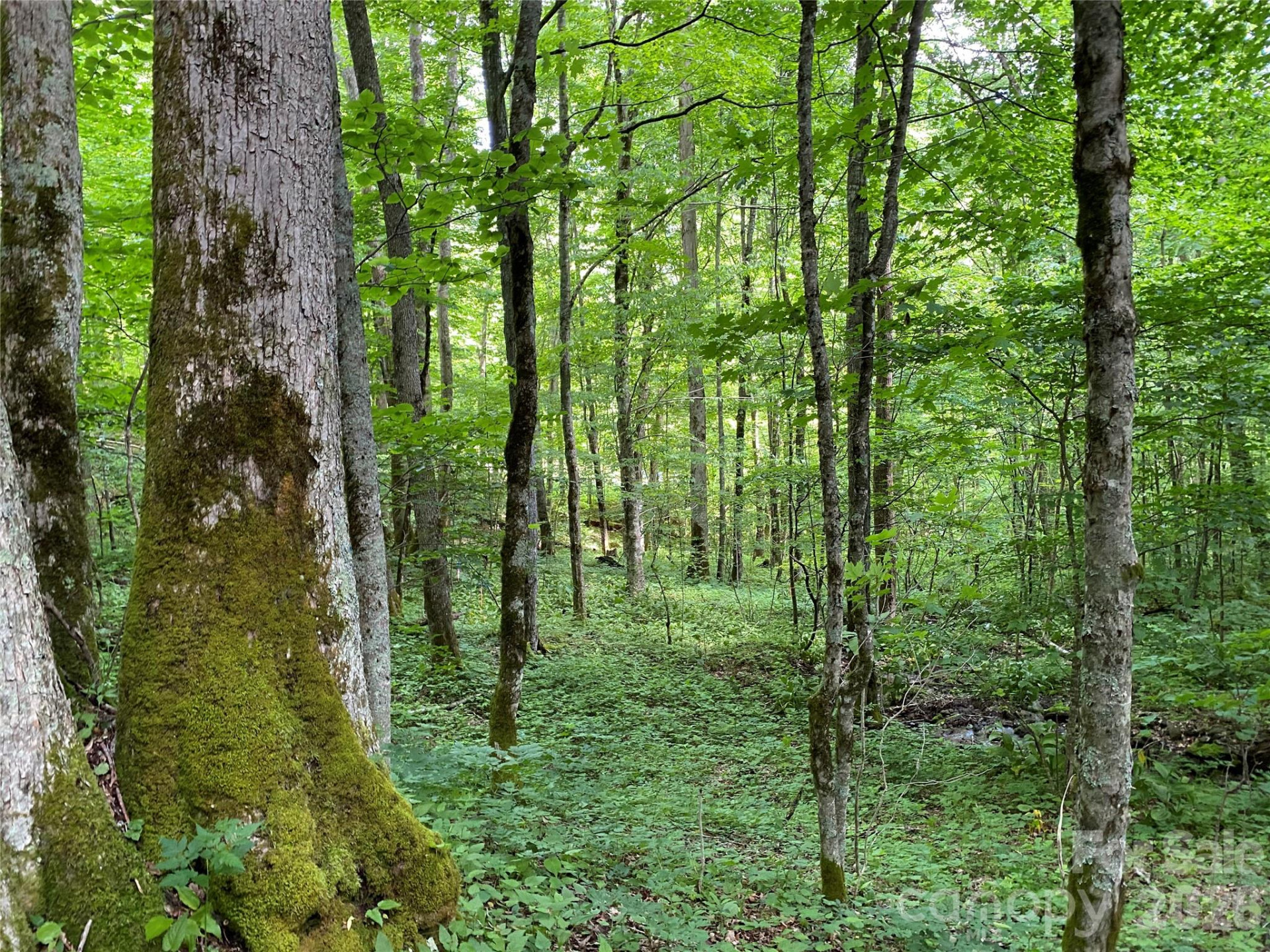 10 Mountain Gait Drive - Photo 6