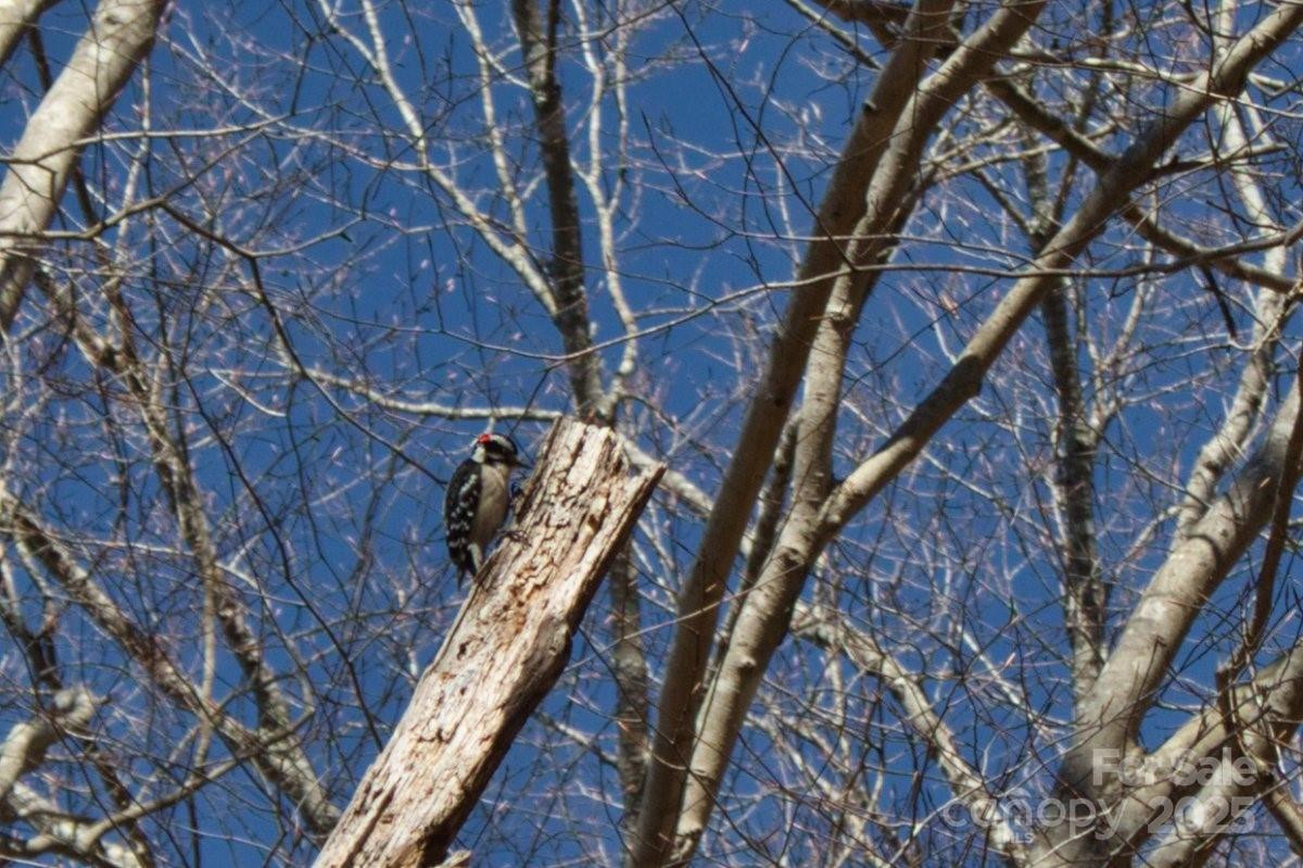 0 Cinnamon Ridge #404 - Photo 5