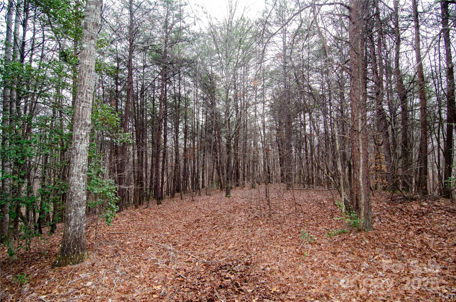 0 Rainbow Rapids Road - Photo 3