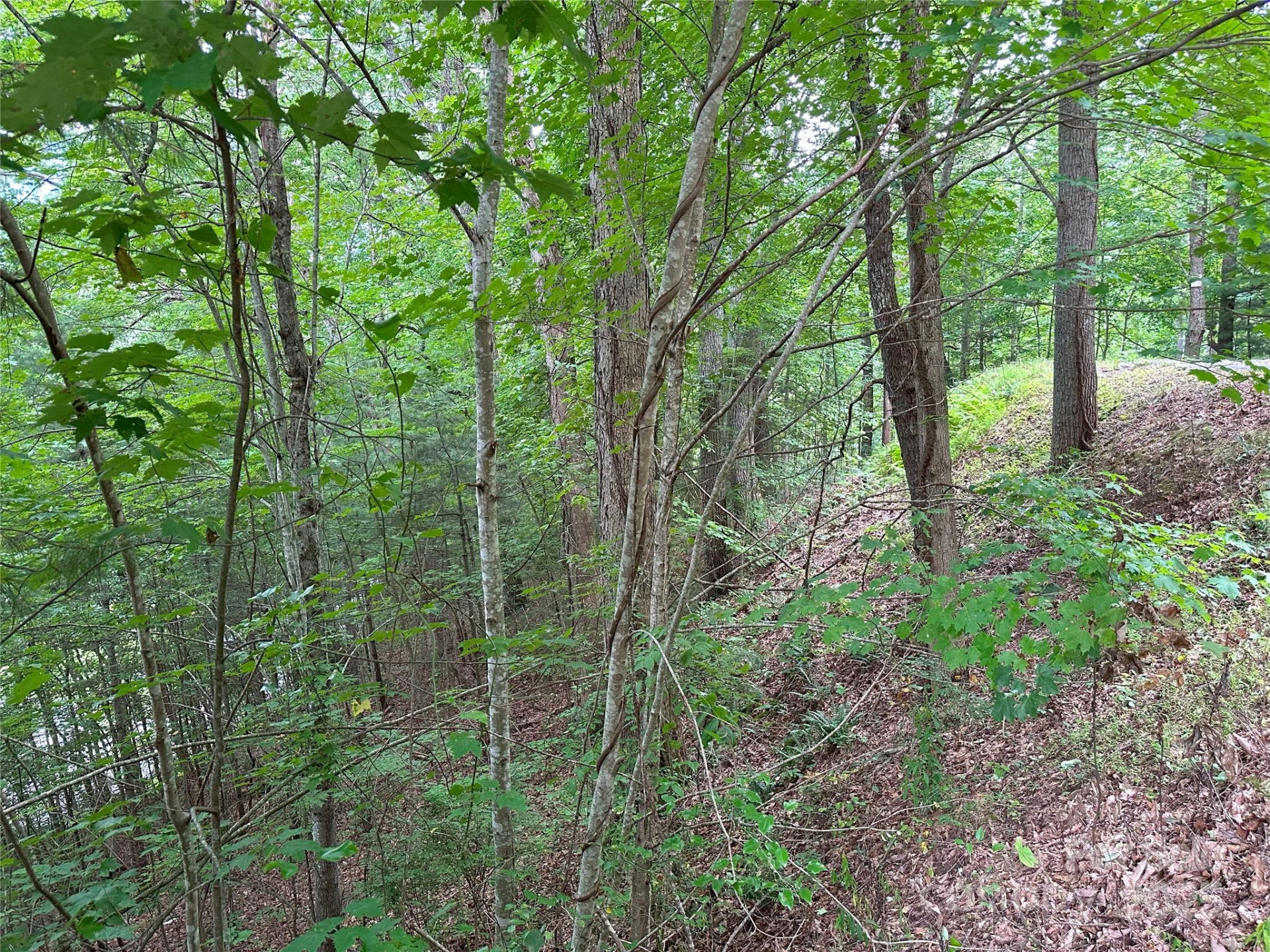 000 Ruffed Grouse Lane - Photo 3